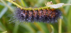 Pyrrharctia isabella