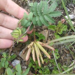 Calliandra humilis