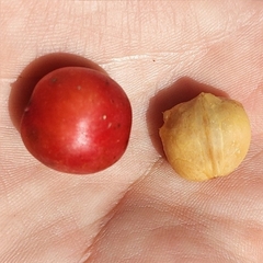Prunus ilicifolia