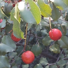 Prunus ilicifolia