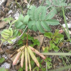 Calliandra humilis