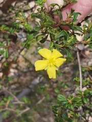 Hibbertia monogyna