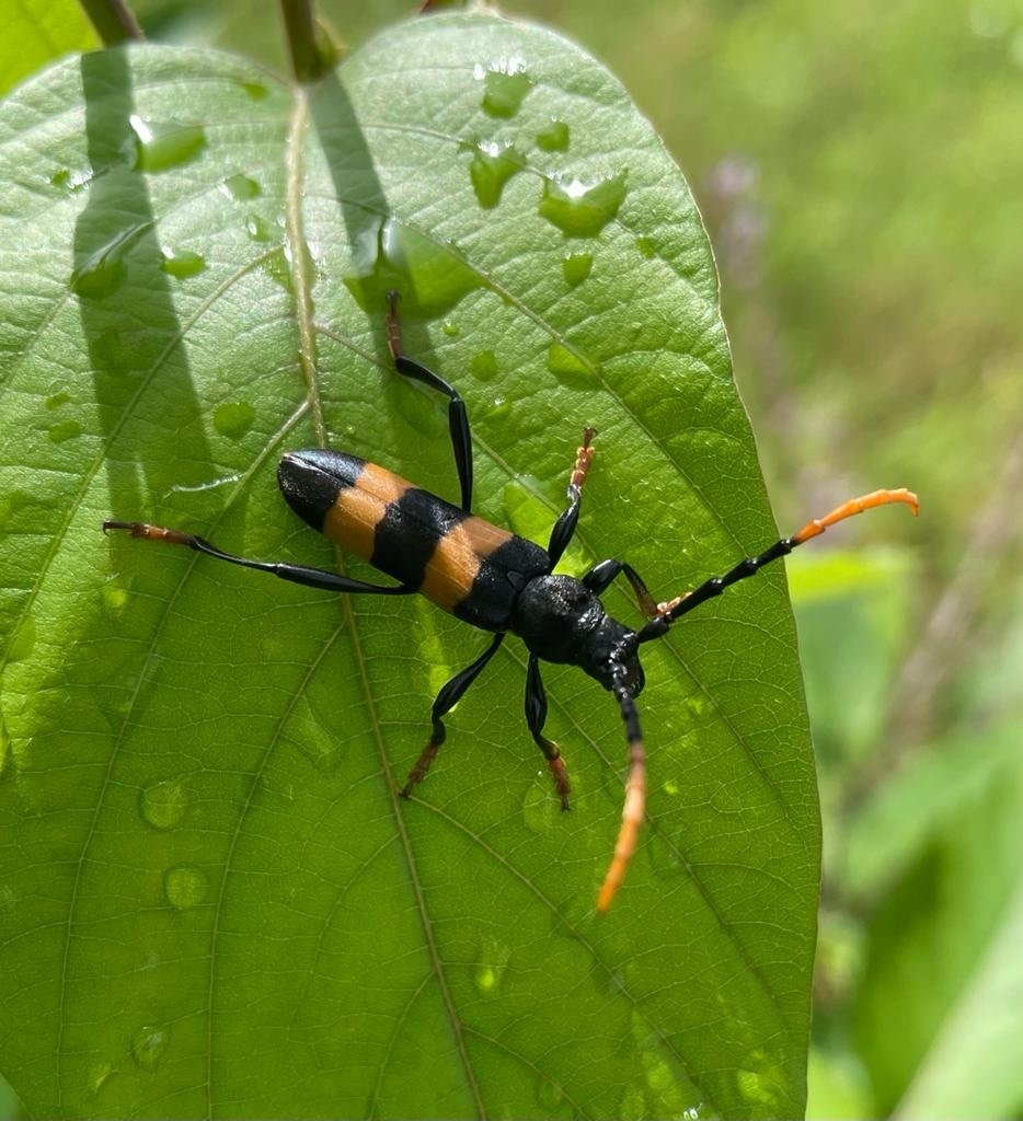Zonopterus consanguineus