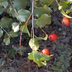 Prunus ilicifolia