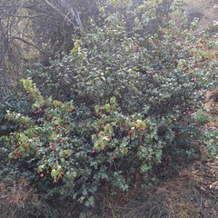 Prunus ilicifolia