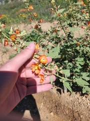 Sphaeralcea coccinea