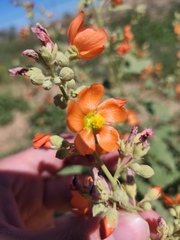Sphaeralcea coccinea