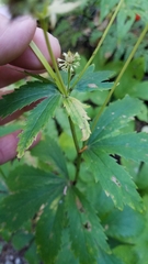 Sanicula marilandica