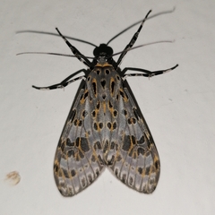 Eucereon myrina