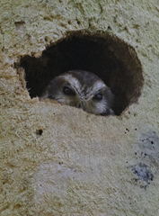 Margarobyas lawrencii