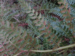 Polystichum proliferum