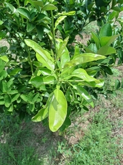 Citrus