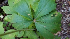 Sanicula marilandica