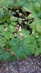 Sanicula marilandica