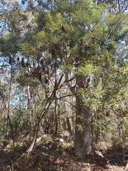 Banksia cunninghamii