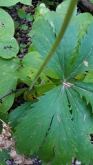 Sanicula marilandica