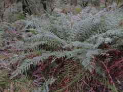 Polystichum proliferum