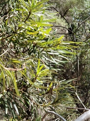 Banksia cunninghamii