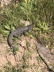 Pogona barbata