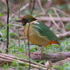Pitta versicolor