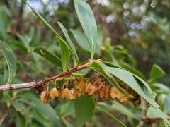 Cliftonia monophylla