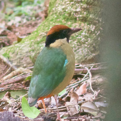 Pitta versicolor