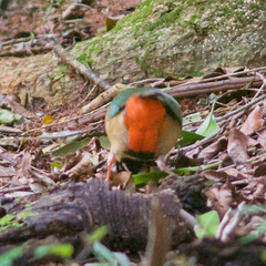 Pitta versicolor