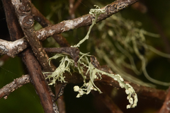 Ramalina farinacea