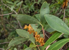 Cliftonia monophylla