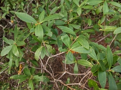 Cliftonia monophylla