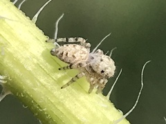Pelegrina galathea