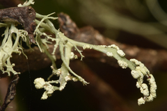 Ramalina farinacea
