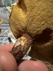 Suillus sinuspaulianus