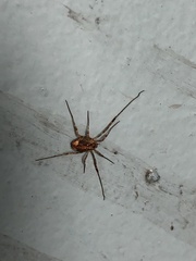 Paroligolophus agrestis
