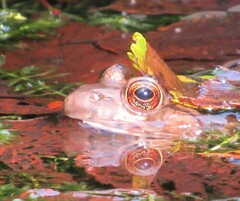 Lithobates clamitans