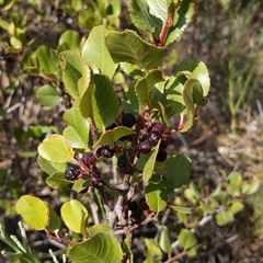 Rhamnus ilicifolia
