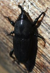 Sphenophorus
