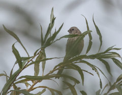 Carpodacus sibiricus