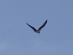 Pandion haliaetus