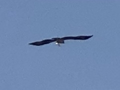 Pandion haliaetus