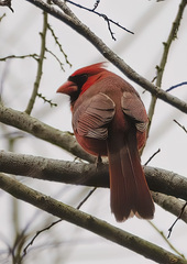 Cardinalis cardinalis