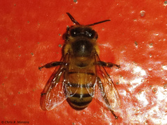 Apis mellifera