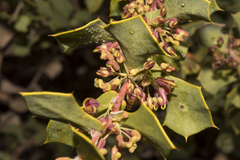 Hakea pritzelii