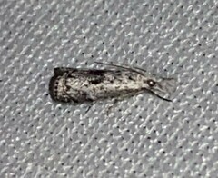 Microcrambus kimballi