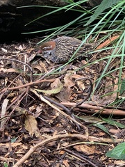 Gallirallus philippensis