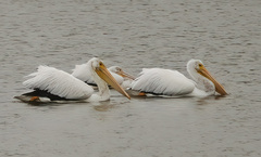 Pelecanus erythrorhynchos