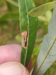 Stigmella salicis