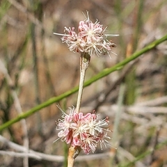 Eriogonum