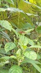 Symbrenthia lilaea formosanus