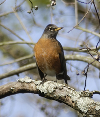 Turdus migratorius
